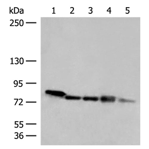 MCCC1 rabbit polyclonal antibody