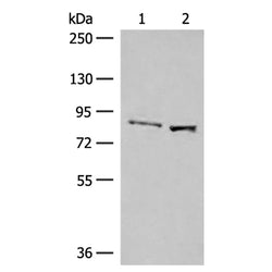 SLC26A3 rabbit polyclonal antibody