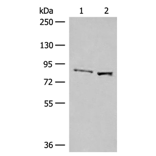SLC26A3 rabbit polyclonal antibody