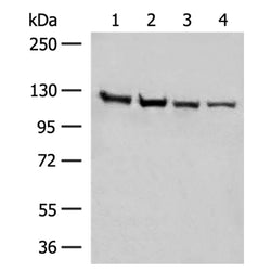 IPO11 rabbit polyclonal antibody