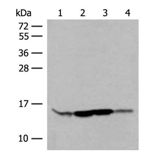RPP14 rabbit polyclonal antibody