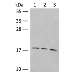 LMO3 rabbit polyclonal antibody