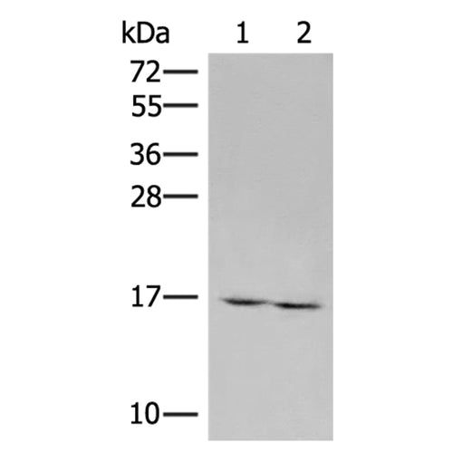 RNF24 rabbit polyclonal antibody