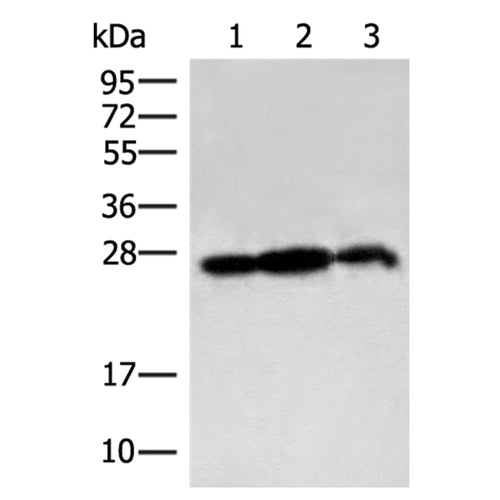 PDAP1 rabbit polyclonal antibody