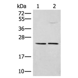DNAJC12 rabbit polyclonal antibody