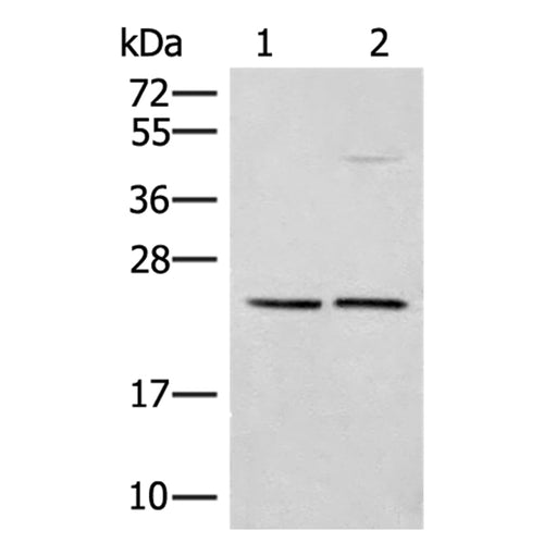 DNAJC12 rabbit polyclonal antibody