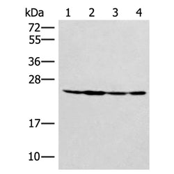 ZNRD2 rabbit polyclonal antibody