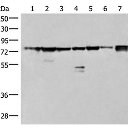 THNSL1 rabbit polyclonal antibody