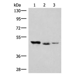 HMBOX1 rabbit polyclonal antibody