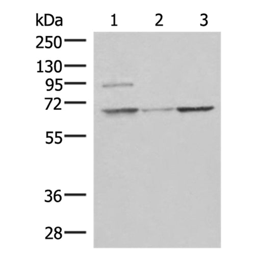 C19orf57 rabbit polyclonal antibody