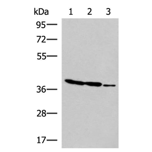 GIMAP2 rabbit polyclonal antibody