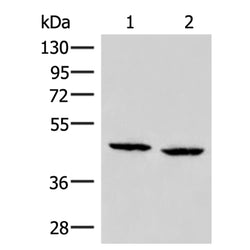 ZFYVE27 rabbit polyclonal antibody