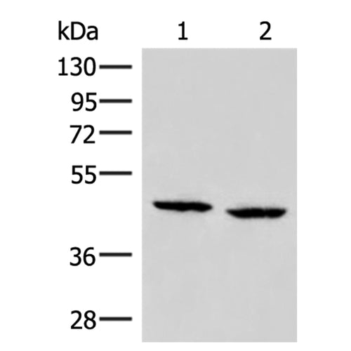 ZFYVE27 rabbit polyclonal antibody