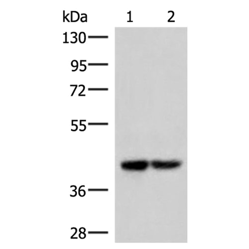 IQCD rabbit polyclonal antibody