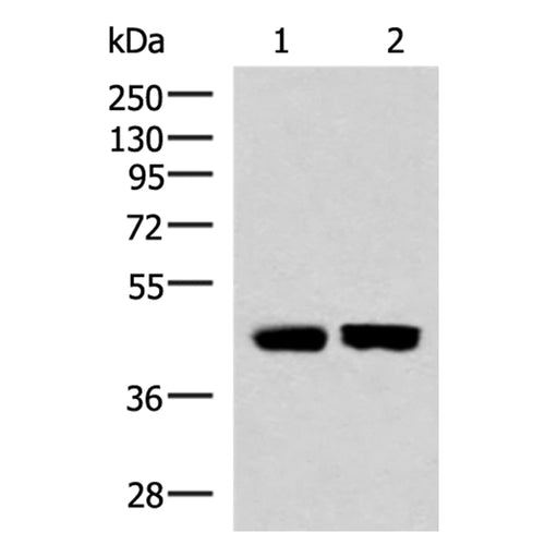 KIR3DL1 rabbit polyclonal antibody