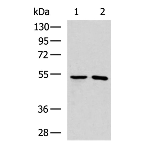 TRMT12 rabbit polyclonal antibody