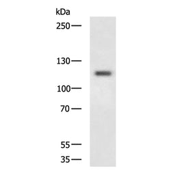 GRIA1 rabbit polyclonal antibody