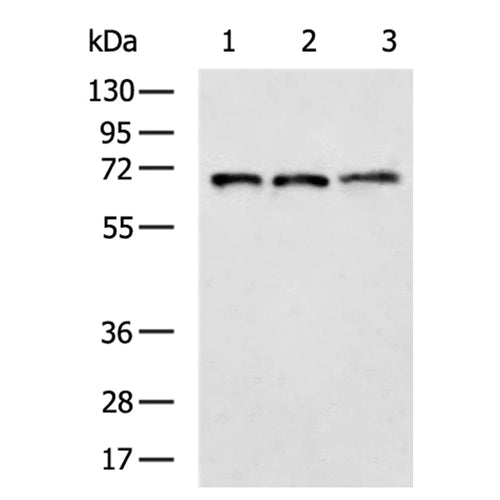 CD93 rabbit polyclonal antibody