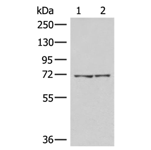 AGAP4 rabbit polyclonal antibody