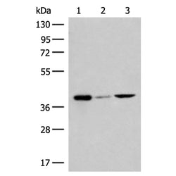 GP6 rabbit polyclonal antibody