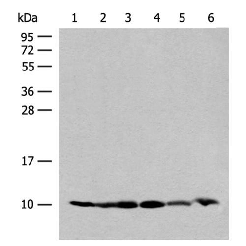 RPS28 rabbit polyclonal antibody