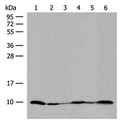 ROMO1 rabbit polyclonal antibody