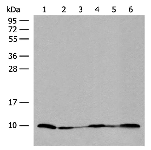 ROMO1 rabbit polyclonal antibody