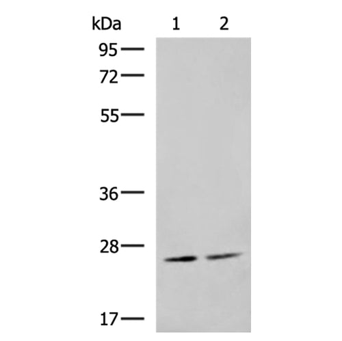 MOB2 rabbit polyclonal antibody
