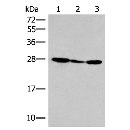 HLA-DOB rabbit polyclonal antibody