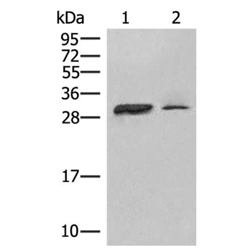 HLA-DPA1 rabbit polyclonal antibody