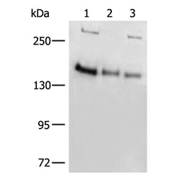 ELP1 rabbit polyclonal antibody