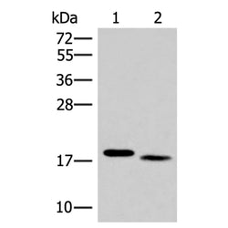 IL36A rabbit polyclonal antibody