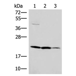 IL37 rabbit polyclonal antibody
