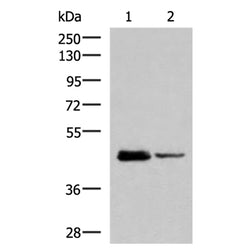 DDI2 rabbit polyclonal antibody