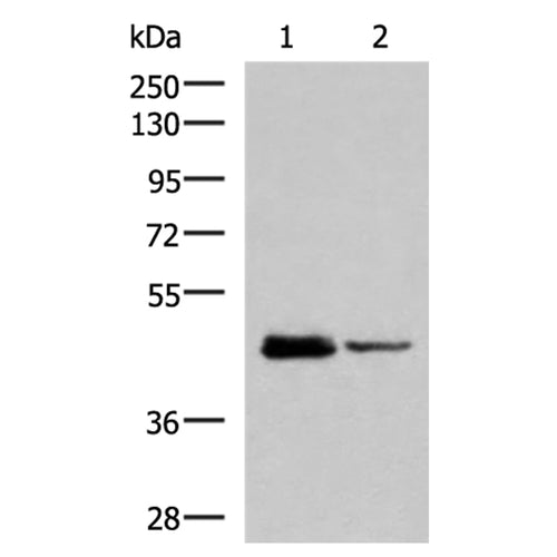DDI2 rabbit polyclonal antibody