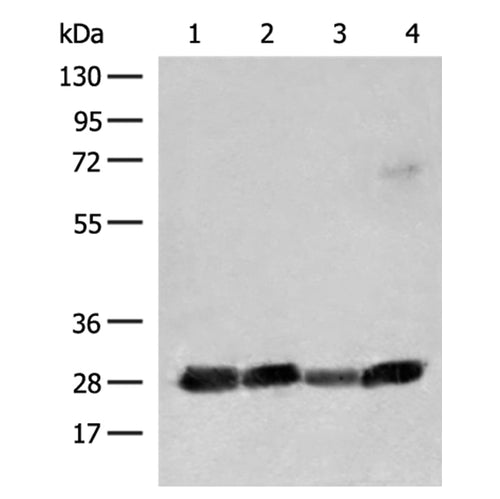 CD48 rabbit polyclonal antibody
