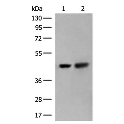 ORC4 rabbit polyclonal antibody