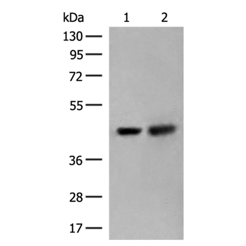 ORC4 rabbit polyclonal antibody