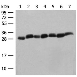 PSMA3 rabbit polyclonal antibody