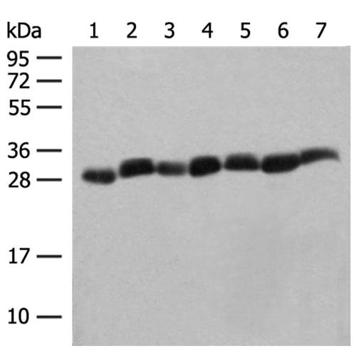 PSMA3 rabbit polyclonal antibody