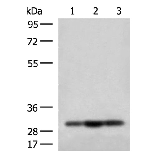 MRPS18B rabbit polyclonal antibody