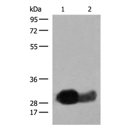 HLA-DRB1 rabbit polyclonal antibody