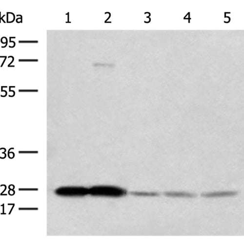 OVOL2 rabbit polyclonal antibody