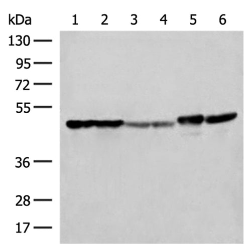 FLOT2 rabbit polyclonal antibody