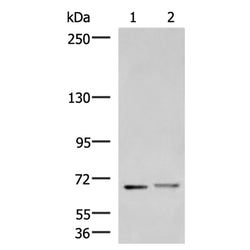 EXD2 rabbit polyclonal antibody