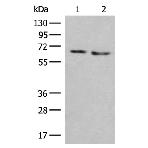 NARS1 rabbit polyclonal antibody