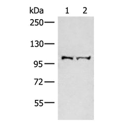 EFTUD2 rabbit polyclonal antibody