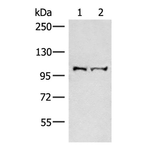 EFTUD2 rabbit polyclonal antibody