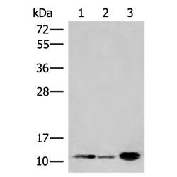 FKBP1A rabbit polyclonal antibody