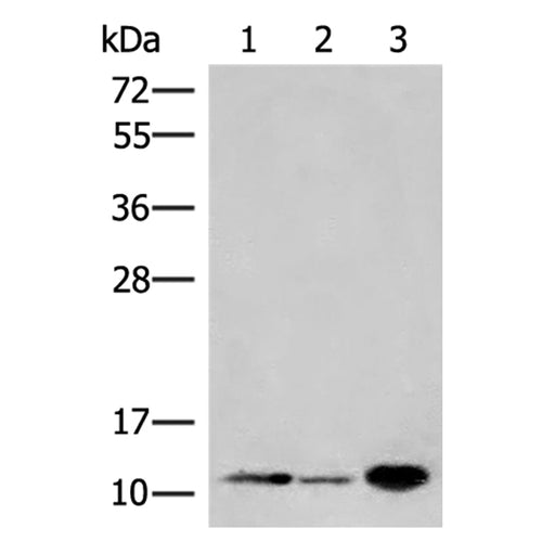 FKBP1A rabbit polyclonal antibody